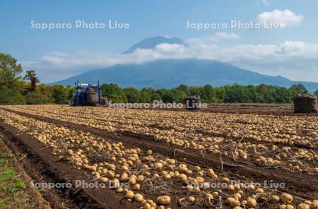 羊蹄山とジャガイモの収穫