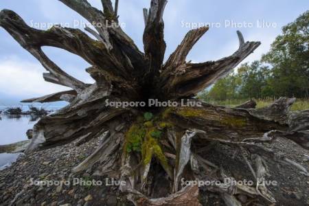 支笏湖と流木