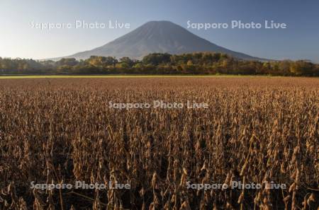 大豆畑と羊蹄山