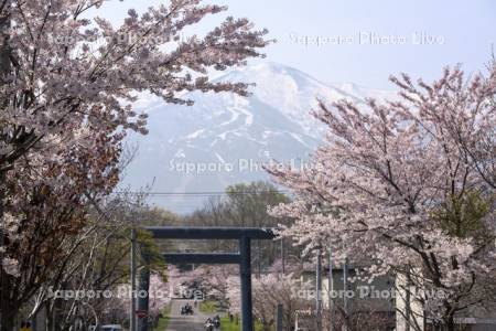 岩内神社の桜