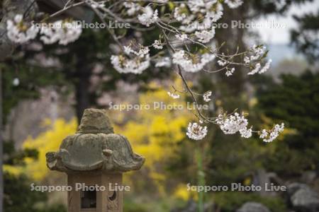 寿都神社の桜