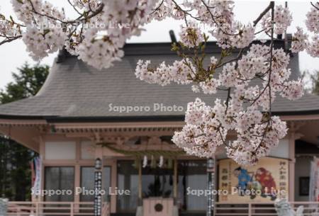 寿都神社の桜
