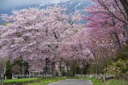 真狩神社の桜