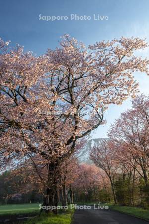 真狩神社の桜