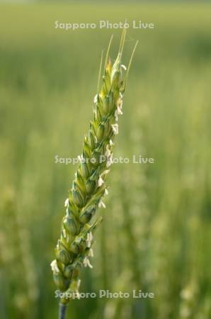 小麦の花