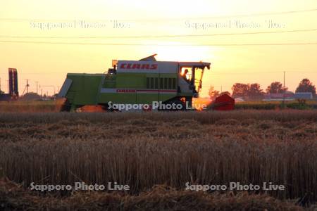 麦の収穫　夕景
