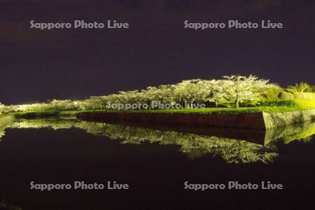 五稜郭公園　夜桜