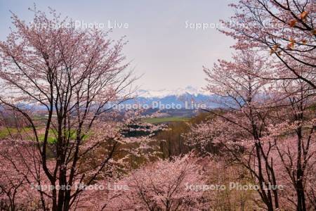 十勝岳連峰と桜