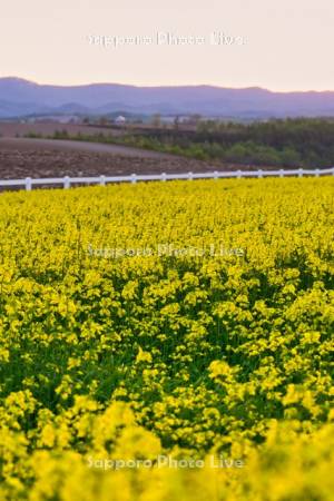 新栄の丘　菜の花畑の夕景