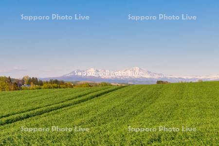 秋蒔き小麦畑と大雪山