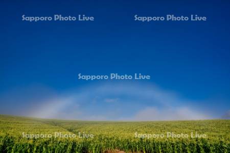 白虹とトウモロコシ畑