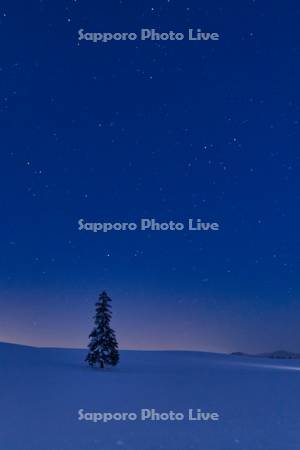 クリスマスツリーの木と星空