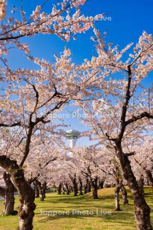 五稜郭タワーと桜