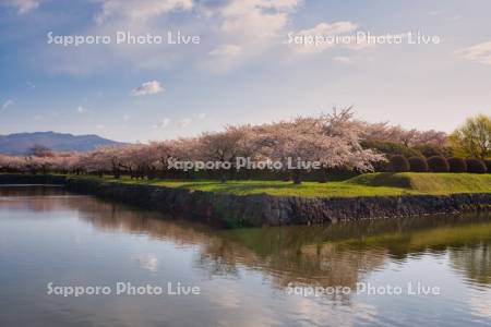 五稜郭公園の桜