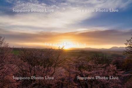 深山峠の桜と日の出