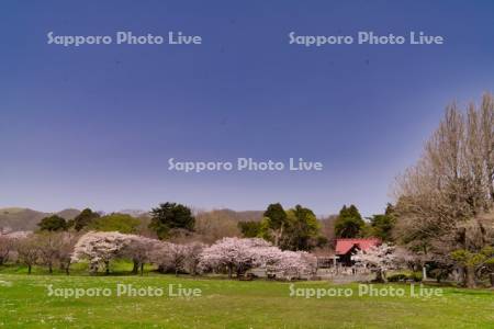 松前神社と桜