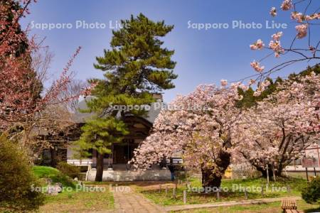 光善寺と桜