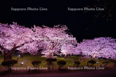 松前公園の桜見本園ライトアップ