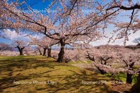 五稜郭公園の桜