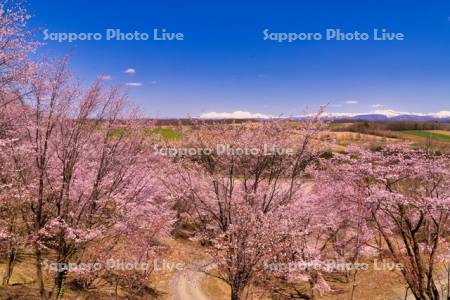 深山峠の桜と大雪山