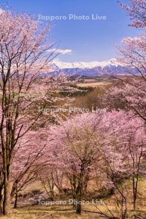 深山峠の桜と十勝岳連峰