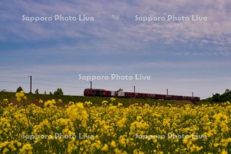 菜の花畑と貨物列車