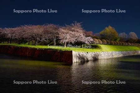 五稜郭公園の夜桜