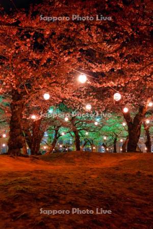 五稜郭公園の夜桜