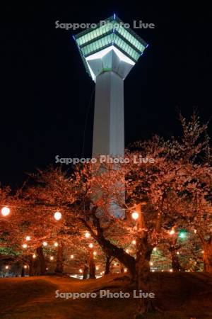 五稜郭タワーと夜桜