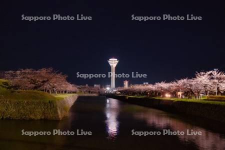 五稜郭タワーと夜桜