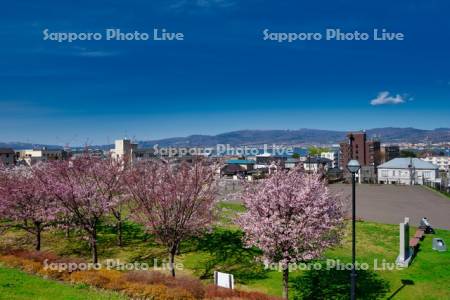元町公園の桜と函館湾