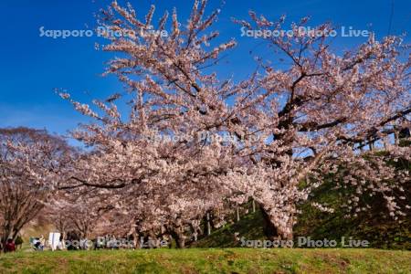 五稜郭公園の桜と観光客