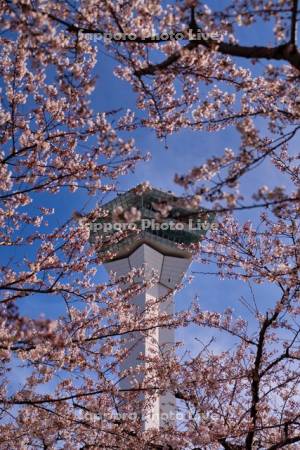 五稜郭タワーと桜