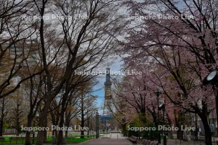 大通公園の桜とテレビ塔（工事中）
