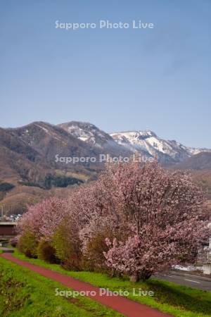 軽川緑地の桜並木と手稲山