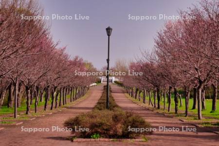 星観緑地の桜並木