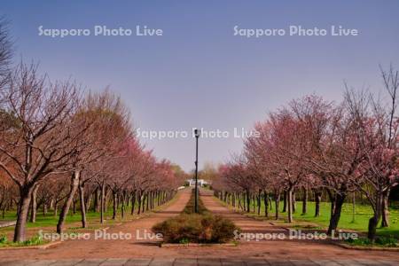 星観緑地の桜並木