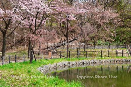 月寒公園ボート池と桜