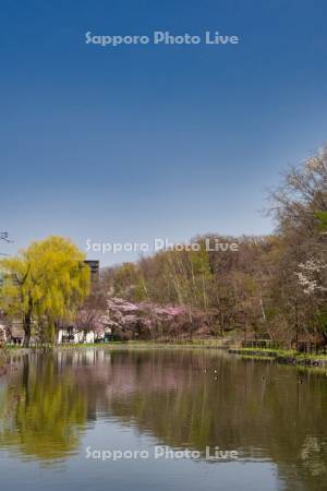 月寒公園ボート池と桜