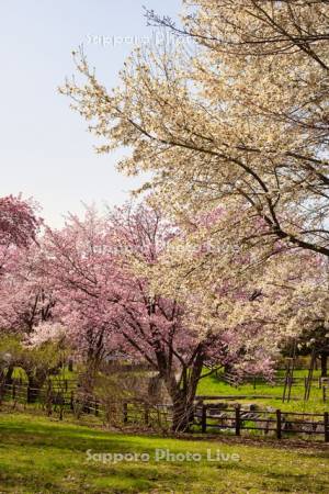 福住小川公園の桜