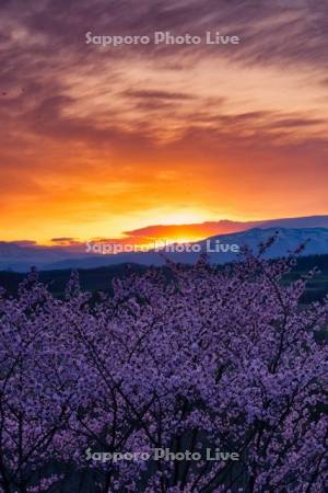 深山峠の桜と朝焼け