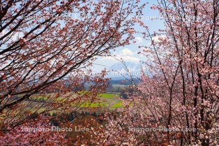 深山峠の桜