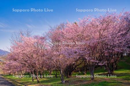 朝日ヶ丘総合公園の桜