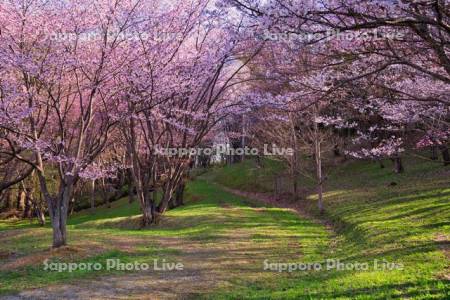朝日ヶ丘総合公園の桜