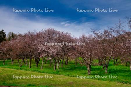 キトウシ森林公園の桜並木