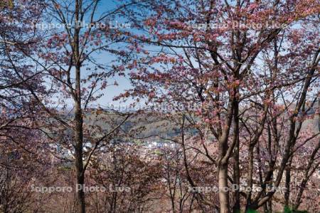 旭ヶ丘公園の桜