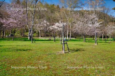 赤平公園の桜