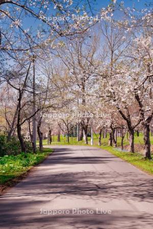 東明公園の桜