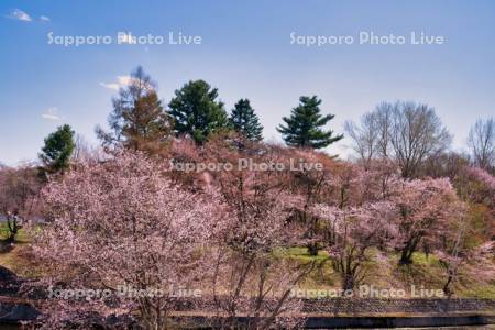 聖台ダム公園宇莫別川