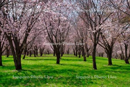 聖台ダム公園